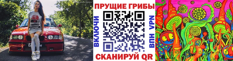 Купить закладки  Курчатов  Галлюциногенные грибы мицелий 